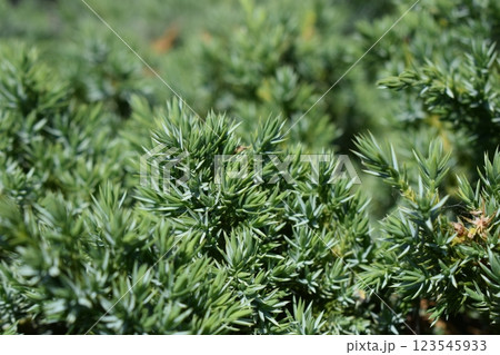 Close-Up of Dense Green Juniper Foliage Close-Up of Dense Green Juniper Foliage 123545933