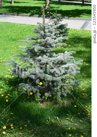 Small Coniferous Tree in Grassy Area 123545950
