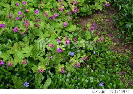 A lush patch of greenery with a mix of plants. Vibrant Purple Blooms in Lush Garden A lush patch of greenery with a mix of plants. Vibrant Purple Blooms in Lush Garden 123545970