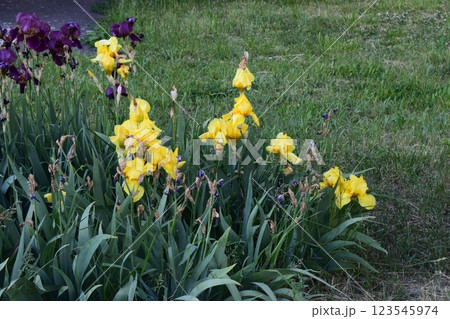 Garden Scene with Vibrant Irises and Green Foliage Garden Scene with Vibrant Irises and Green Foliage 123545974