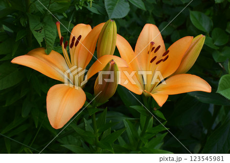 Blooming Orange Lily Surrounded by Green Leaves 123545981