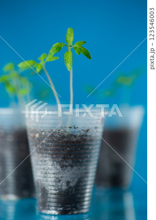 Young tomato sprouts in a plastic cup with soil 123546003