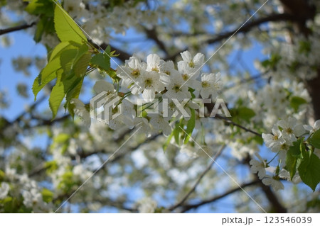 Delicate Cherry Blossoms: A Springtime Serenade 123546039