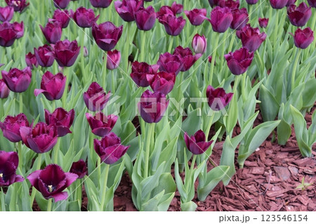 Vibrant Fringe Tulips in Green. A field of deep purple tulips with fringed petals, surrounded by green foliage. 123546154