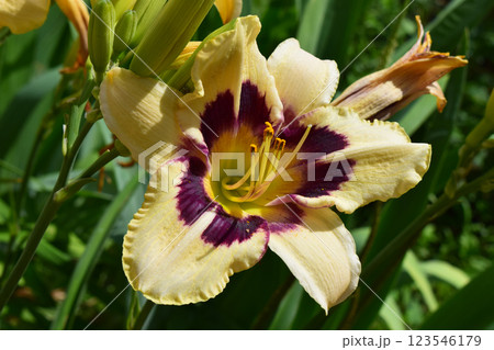 Blooming Flower with Dark Purple and Yellow Center 123546179