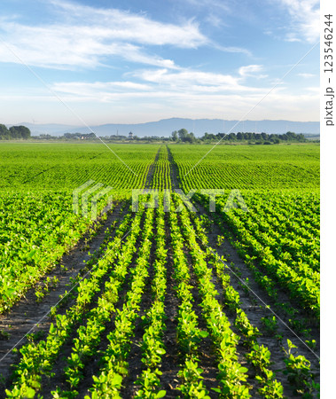 Endless rows of young corn plants forming natural waves Endless rows of young corn plants forming natural waves 123546244