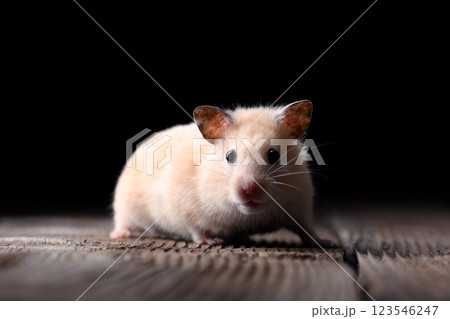 Funny Syrian hamster on old wooden table Funny Syrian hamster on old wooden table 123546247