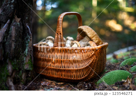Wicker basket filled with freshly harvested porcini mushrooms Wicker basket filled with freshly harvested porcini mushrooms 123546271