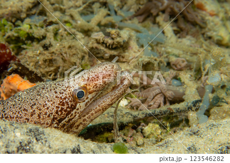 A close-up picture of a moray eel looking out from its lair.  A close-up picture of a moray eel looking out from its lair.  123546282