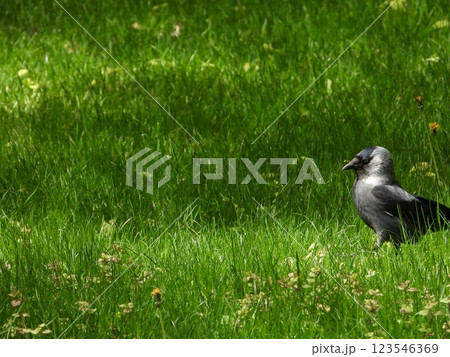 Jackdaw Strolling on Vibrant Green Grass 123546369