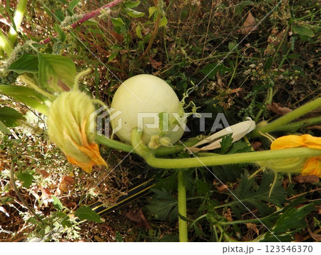 A soft green pumpkin growing in a garden on a sunny autumn day. Serene Garden Scene: Pumpkin and Plants 123546370