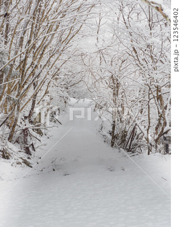 新雪の道 123546402