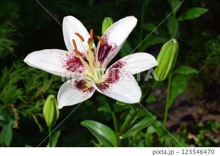 Vibrant White Lily Surrounded by Green Foliage 123546470