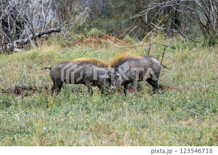 Two common warthogs are butting heads 123546718