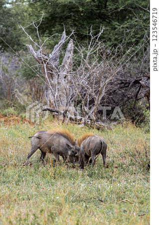 Two common warthogs are butting heads 123546719