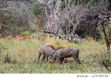 Two common warthogs are butting heads 123546720