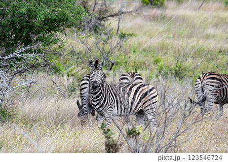 Safari, African zebras walks grazing among green trees and bushes in savannah Safari, African zebras walks grazing among green trees and bushes in savannah 123546724