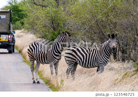 Two zebras are standing on the side of the road 123546725