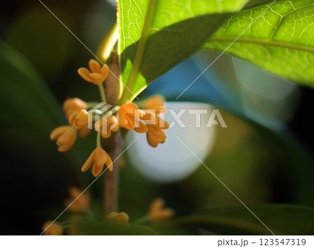 10月に咲いた可憐なキンモクセイの花 123547319