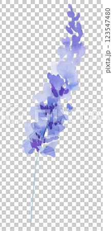 Watercolor lavender flowers isolated illustration. Purple floral element for summer wedding 123547480