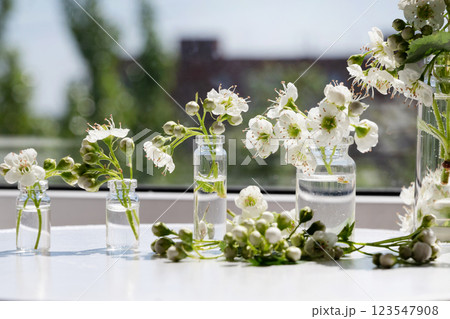 Beautiful white flowers arranged in small glass vases on a wooden table, showcasing a fresh and natural aesthetic in a bright indoor space 123547908