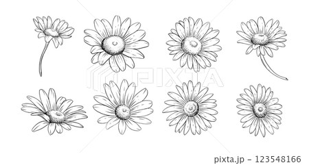 Hand drawn daisy flower line art illustration for botanical floral design tattoo wedding invitations digital prints patterns and branding 123548166