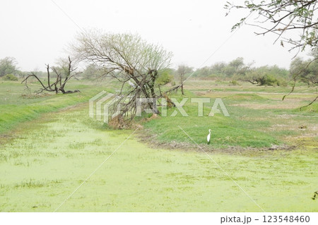 インド 世界遺産ケオラデオ国立公園 インド 世界遺産ケオラデオ国立公園 123548460