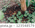 長崎県五島列島の福江島の椿園 123548579