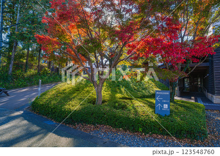 掛川市にある掛川城周辺の紅葉の風景(静岡県) 123548760