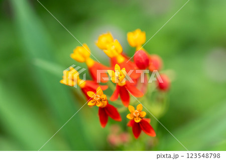 Vibrant Red and Yellow Tropical Milkweed Flowers Blooming in Green Foliage Garden 123548798