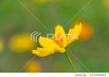 Vibrant Yellow Cosmos Flower in Bloom, Bangkok, Thailand 123548801