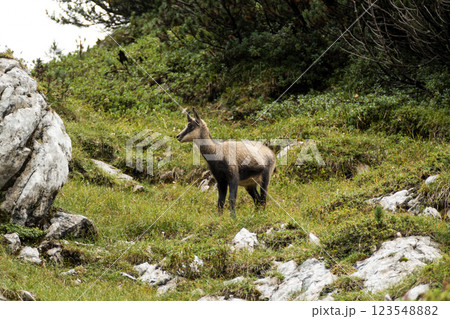 Chamois at Karwendel Hohenweg, Austria Chamois at Karwendel Hohenweg, Austria 123548882