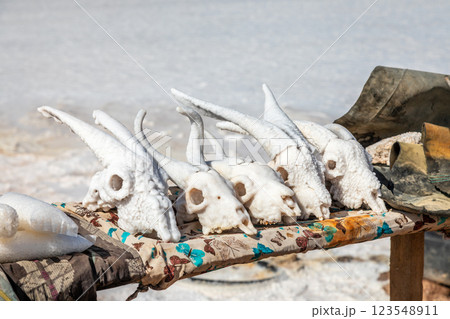 Salted goat skulls on sale as souvenirs at local market, Lac Assal salt lake, Tadjourah Region, Djibouti, Africa Salted goat skulls on sale as souvenirs at local market, Lac Assal salt lake, Tadjourah Region, Djibouti, Africa 123548911