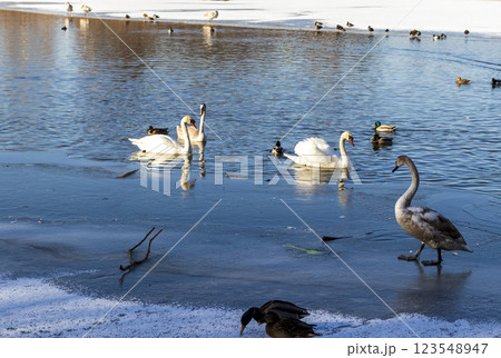 Ducks and swans on the frozen pond 123548947