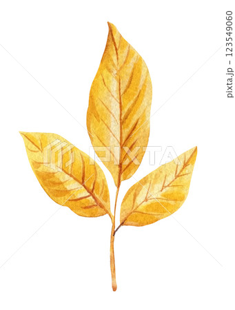 Autumn Leaves Watercolor, yellow flora art. Beautiful Fall Foliage Illustration for Seasonal Decor. Nature clipart 123549060