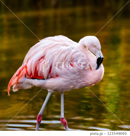 Pink Flamingo Birds In Water 123549093