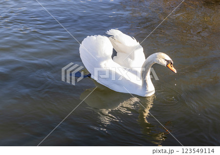 Swans on the frozen pond Swans on the frozen pond 123549114