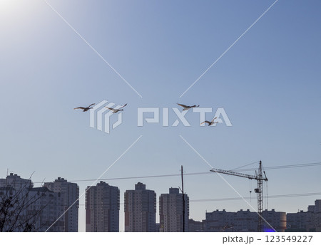 Flock of swans flying. Nature Flock of swans flying. Nature 123549227