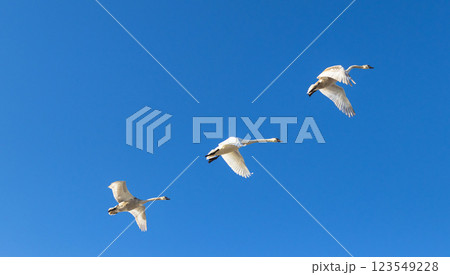 Flock of swans flying. Nature  123549228