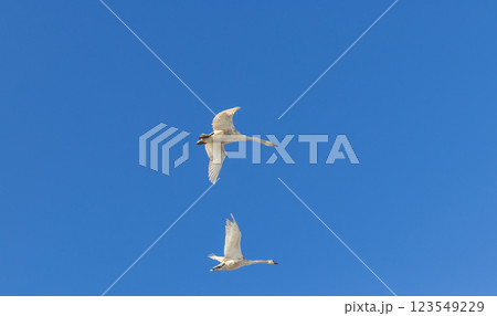 Flock of swans flying. Nature Flock of swans flying. Nature 123549229
