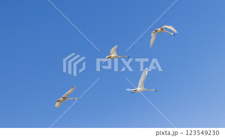 Flock of swans flying. Nature  123549230