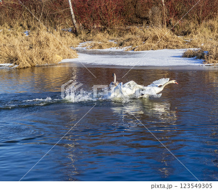 Swans on the frozen pond Swans on the frozen pond 123549305