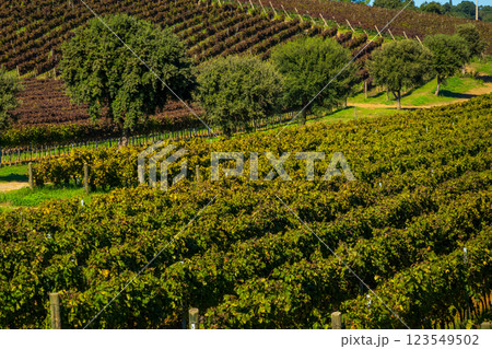 Expansive vineyard landscape with rows of vines and lush green vegetation Expansive vineyard landscape with rows of vines and lush green vegetation 123549502