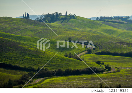 Rolling green hills with cypress trees and distant houses under soft sunlight 123549523