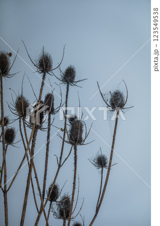 Withered thistles with spiderwebs against an overcast blue sky 123549538