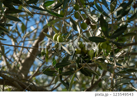 Close-up of green olives growing on trees under sunlight with clear sky Close-up of green olives growing on trees under sunlight with clear sky 123549543