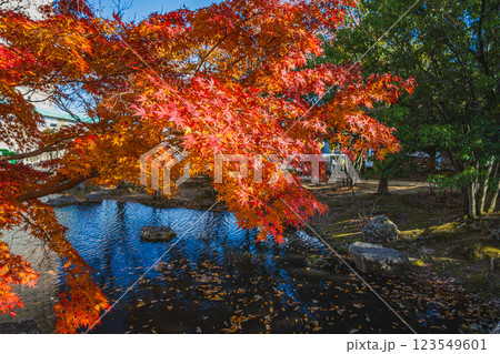浜松市にある秋の浜松城公園の紅葉の風景(静岡県) 浜松市にある秋の浜松城公園の紅葉の風景(静岡県) 123549601