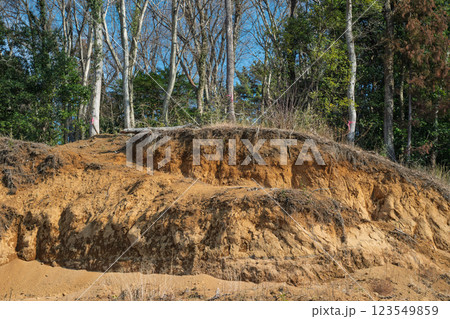 傾斜地の危険木調査 123549859