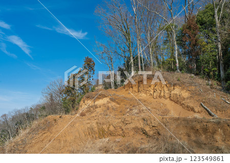 傾斜地の危険木調査 傾斜地の危険木調査 123549861