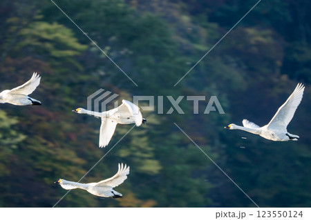 【庄内の野生動物】大山 下池にやってきた白鳥、朝に飛び立つ 123550124